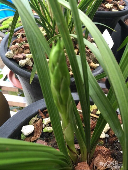 小草苹果版安装方法老版本的小草app安装包